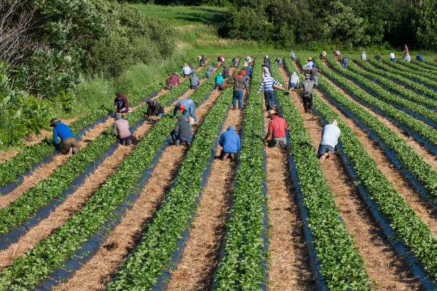 Farm Worker Jobs in Canada with Visa Sponsorship 2026 – Salary, LMIA, Requirements and How to Apply Farm Worker Jobs in Canada with Visa Sponsorship 2025/2026